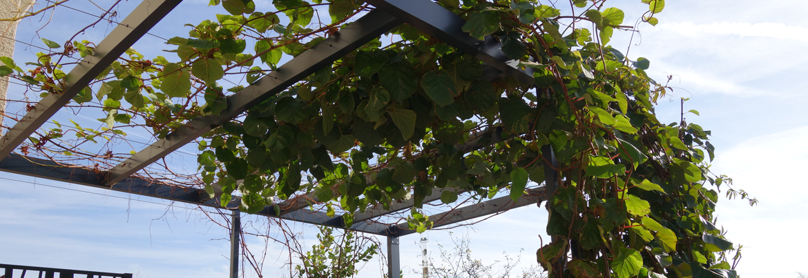 Pergola alu gris anthracite avec des plantes grimpantes