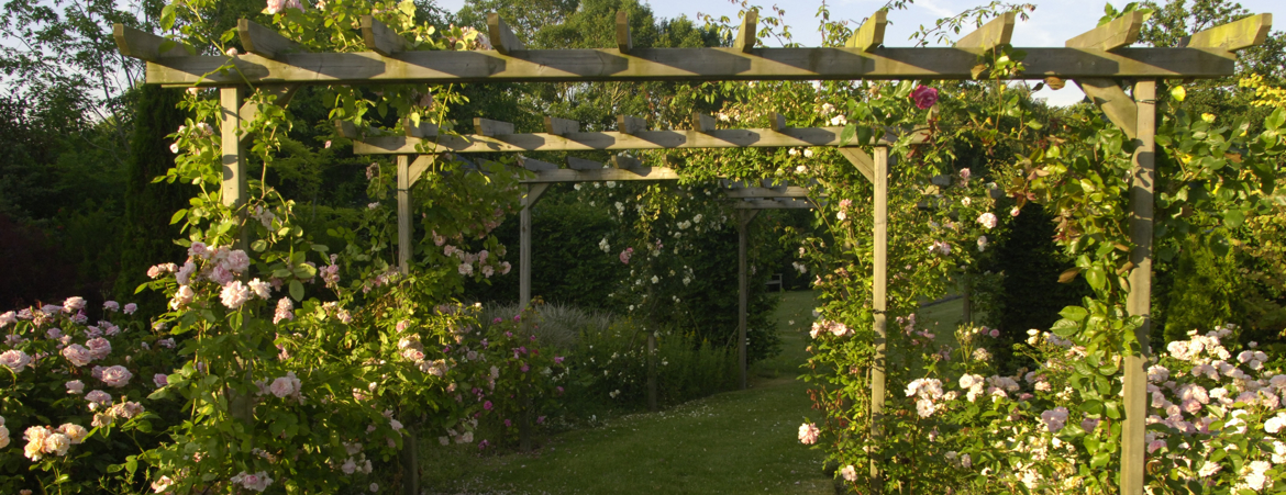 Pergola avec des plantes grimpantes