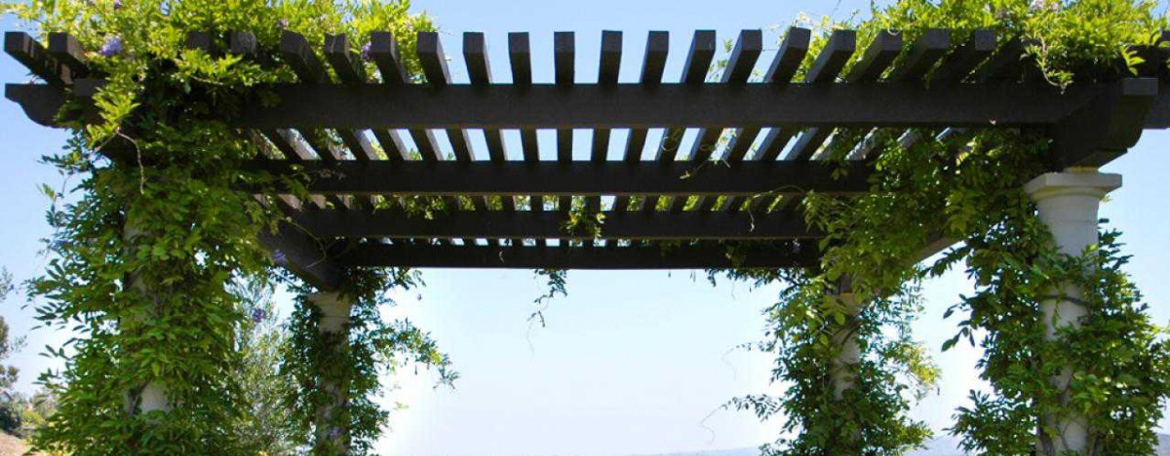 Faire pousser des plantes grimpantes sur une pergola