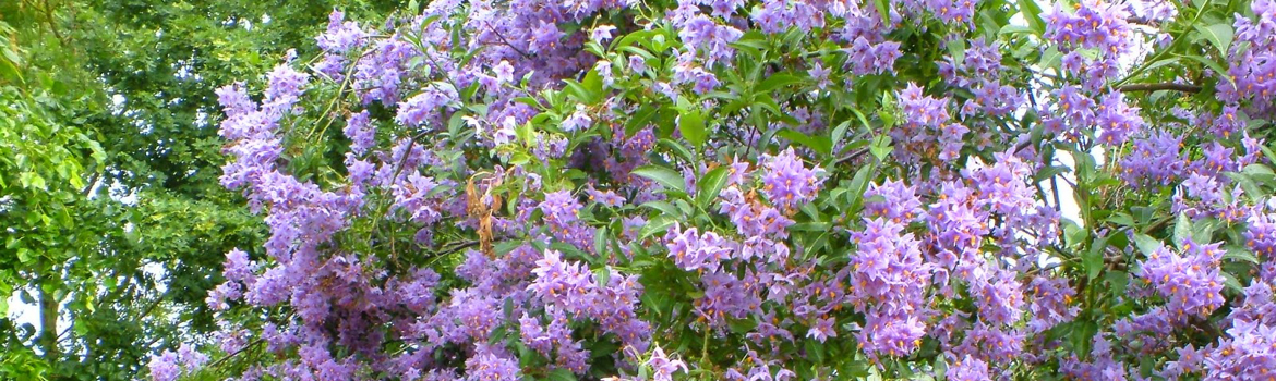 Solanum qui pousse sur une pergola